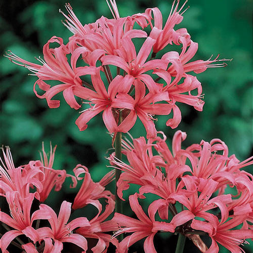 Squamigera Lycoris Spider Lilies Bulbs Radiata Hurricane Lily Cluster Amayllis Growing Bonsai Roots Rhizomes Corms Tubers Potted Planting Reblooming Fragrant Garden Species Blooms Flower Seeds Plant Gardening