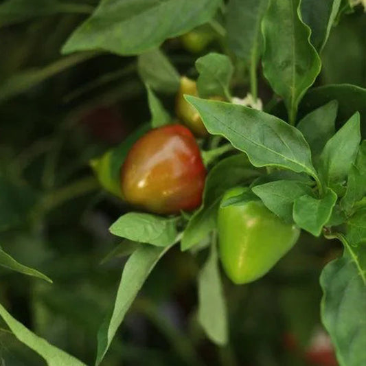 Hot Pepper Seeds