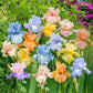 Pastel Bearded Iris Mixture