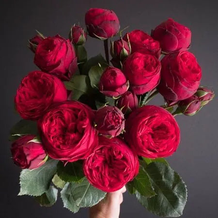 Red Piano Rose Seedlings Flower Seeds Perennial Growing Bonsai Corms Tubers Potted Planting Reblooming Fragrant Garden Roots Rhizomes Species Blooms Plant Bulbs Gardening Tree