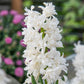 Snow Drift UltraDouble Hyacinth Bulbs Blooms Species Growing Bonsai Roots Rhizomes Corms Tubers Potted Planting Reblooming Fragrant Garden Flower Seeds Plant Gardening