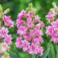 Rainbow Road UltraDouble Hyacinth Bulbs Blooms Species Growing Bonsai Roots Rhizomes Corms Tubers Potted Planting Reblooming Fragrant Garden Flower Seeds Plant Gardening