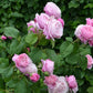 Soeur Rose Seedlings Flower Seeds Perennial Growing Bonsai Corms Tubers Potted Planting Reblooming Fragrant Garden Roots Rhizomes Species Blooms Plant Bulbs Gardening Tree
