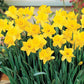 Trumpet Daffodil Golden Harvest Narcissus Bulbs Blooms Species Growing Bonsai Roots Rhizomes Corms Tubers Potted Planting Reblooming Fragrant Garden Flower Seeds Plant