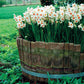 Tazetta Daffodil Geranium Narcissus Bulbs Blooms Species Growing Bonsai Roots Rhizomes Corms Tubers Potted Planting Reblooming Fragrant Garden Flower Seeds Plant