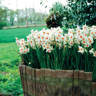 Tazetta Daffodil Geranium Narcissus Bulbs Blooms Species Growing Bonsai Roots Rhizomes Corms Tubers Potted Planting Reblooming Fragrant Garden Flower Seeds Plant