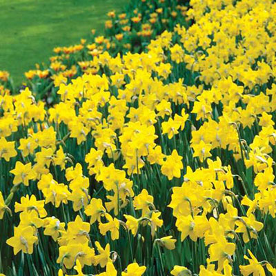 Trumpet Daffodil Golden Harvest Narcissus Bulbs Blooms Species Growing Bonsai Roots Rhizomes Corms Tubers Potted Planting Reblooming Fragrant Garden Flower Seeds Plant
