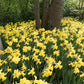 Trumpet Daffodil Golden Harvest Narcissus Bulbs Blooms Species Growing Bonsai Roots Rhizomes Corms Tubers Potted Planting Reblooming Fragrant Garden Flower Seeds Plant