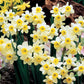 Tazetta Daffodil Minnow Narcissus Bulbs Blooms Species Growing Bonsai Roots Rhizomes Corms Tubers Potted Planting Reblooming Fragrant Garden Flower Seeds Plant