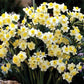 Tazetta Daffodil Minnow Narcissus Bulbs Blooms Species Growing Bonsai Roots Rhizomes Corms Tubers Potted Planting Reblooming Fragrant Garden Flower Seeds Plant