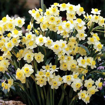 Tazetta Daffodil Minnow Narcissus Bulbs Blooms Species Growing Bonsai Roots Rhizomes Corms Tubers Potted Planting Reblooming Fragrant Garden Flower Seeds Plant