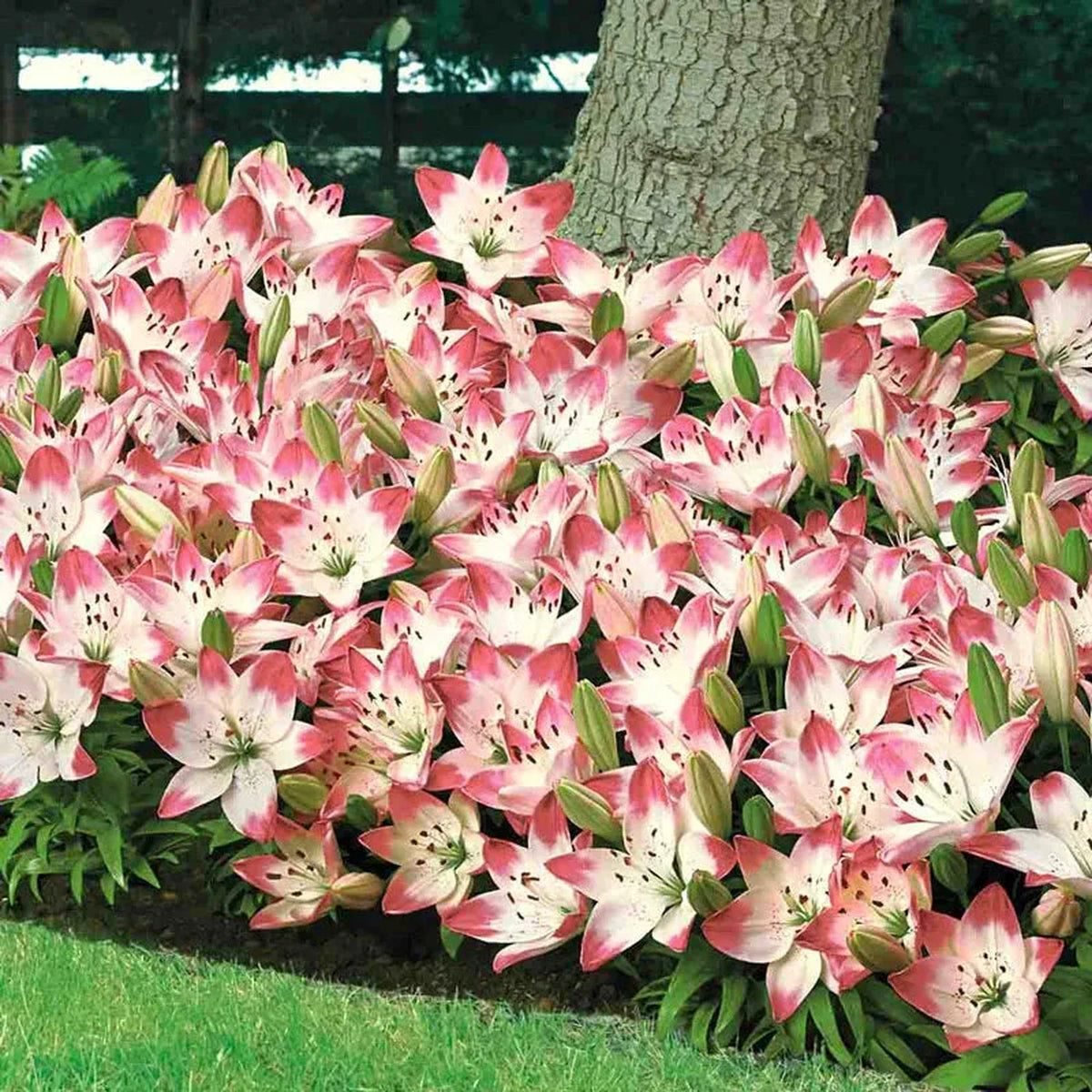 Sugar Baby Carpet Border Lily