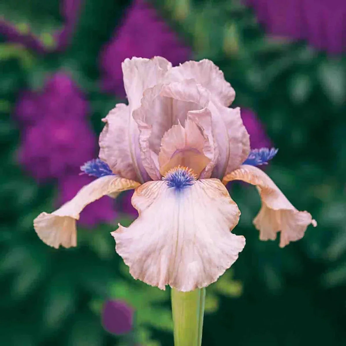 Concertina Reblooming Bearded Iris