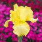 Harvest of Memories Reblooming Bearded Iris