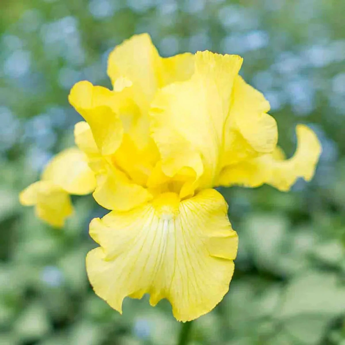 Harvest of Memories Reblooming Bearded Iris