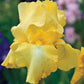 Harvest of Memories Reblooming Bearded Iris