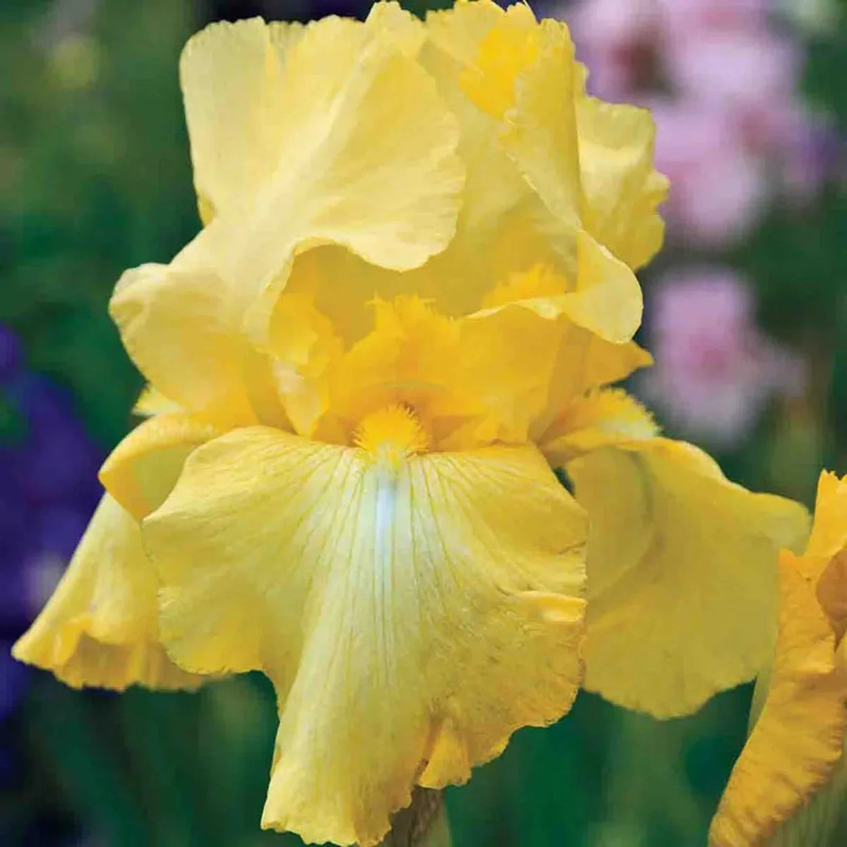 Harvest of Memories Reblooming Bearded Iris