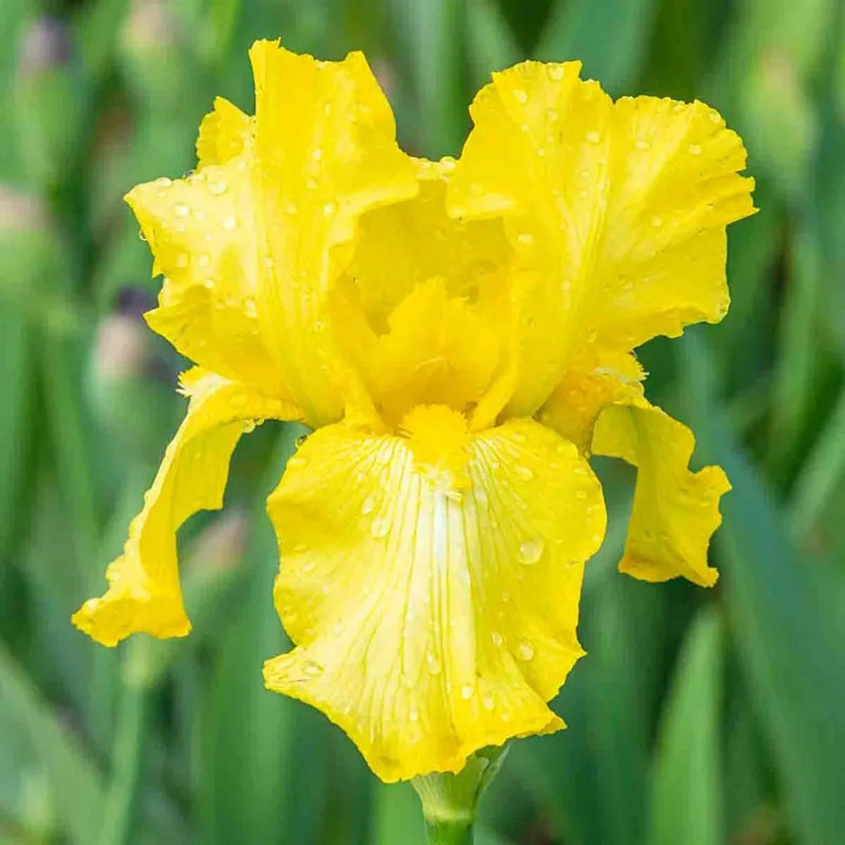 Harvest of Memories Reblooming Bearded Iris