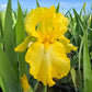 Harvest of Memories Reblooming Bearded Iris