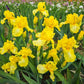 Harvest of Memories Reblooming Bearded Iris