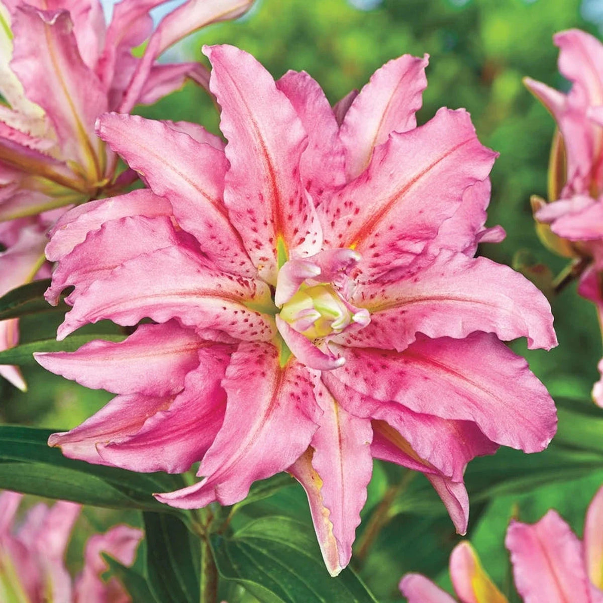 Broken Heart Lily