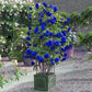 Blue Climbing Rose Seedlings Flower Seeds Perennial Growing Bonsai Corms Tubers Potted Planting Reblooming Fragrant Garden Roots Rhizomes Species Blooms Plant Bulbs Gardening Tree