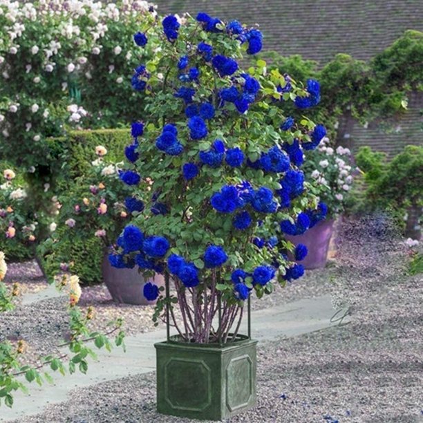 Blue Climbing Rose Seedlings Flower Seeds Perennial Growing Bonsai Corms Tubers Potted Planting Reblooming Fragrant Garden Roots Rhizomes Species Blooms Plant Bulbs Gardening Tree