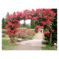 Red Climbing Rose Seedlings Flower Seeds Perennial Growing Bonsai Corms Tubers Potted Planting Reblooming Fragrant Garden Roots Rhizomes Species Blooms Plant Bulbs Gardening Tree