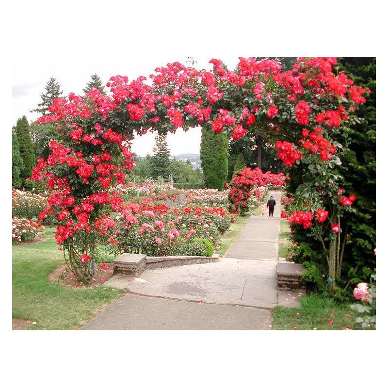 Red Climbing Rose Seedlings Flower Seeds Perennial Growing Bonsai Corms Tubers Potted Planting Reblooming Fragrant Garden Roots Rhizomes Species Blooms Plant Bulbs Gardening Tree