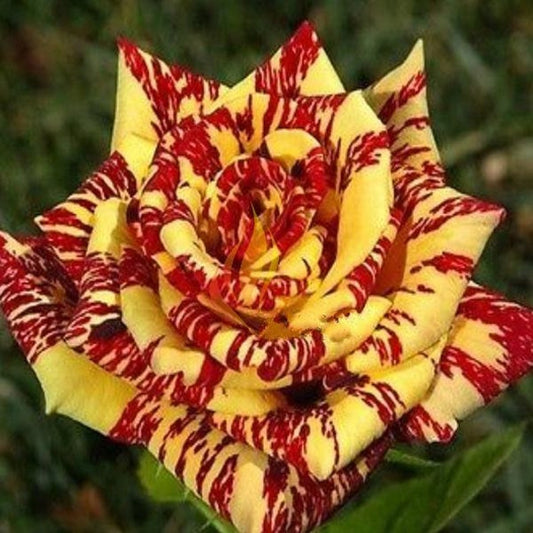 Yellow Red Rose Seedlings Flower Seeds Perennial Growing Bonsai Corms Tubers Potted Planting Reblooming Fragrant Garden Roots Rhizomes Species Blooms Plant Bulbs Gardening Tree