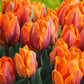 Tulip Bulbs Hot Flowers Rare Variety Yard Garden Fragrant Spring Plants Home Balcony Bonsai Easy to Grow(10 Bulbs Pack)