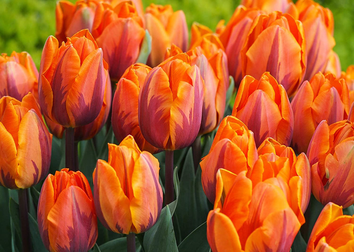 Tulip Bulbs Hot Flowers Rare Variety Yard Garden Fragrant Spring Plants Home Balcony Bonsai Easy to Grow(10 Bulbs Pack)