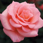 Soft Pink Rose Seedlings Flower Seeds Perennial Growing Bonsai Corms Tubers Potted Planting Reblooming Fragrant Garden Roots Rhizomes Species Blooms Plant Bulbs Gardening Tree