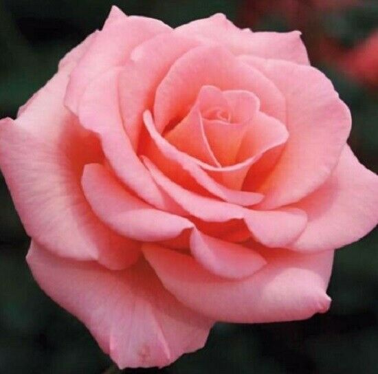 Soft Pink Rose Seedlings Flower Seeds Perennial Growing Bonsai Corms Tubers Potted Planting Reblooming Fragrant Garden Roots Rhizomes Species Blooms Plant Bulbs Gardening Tree