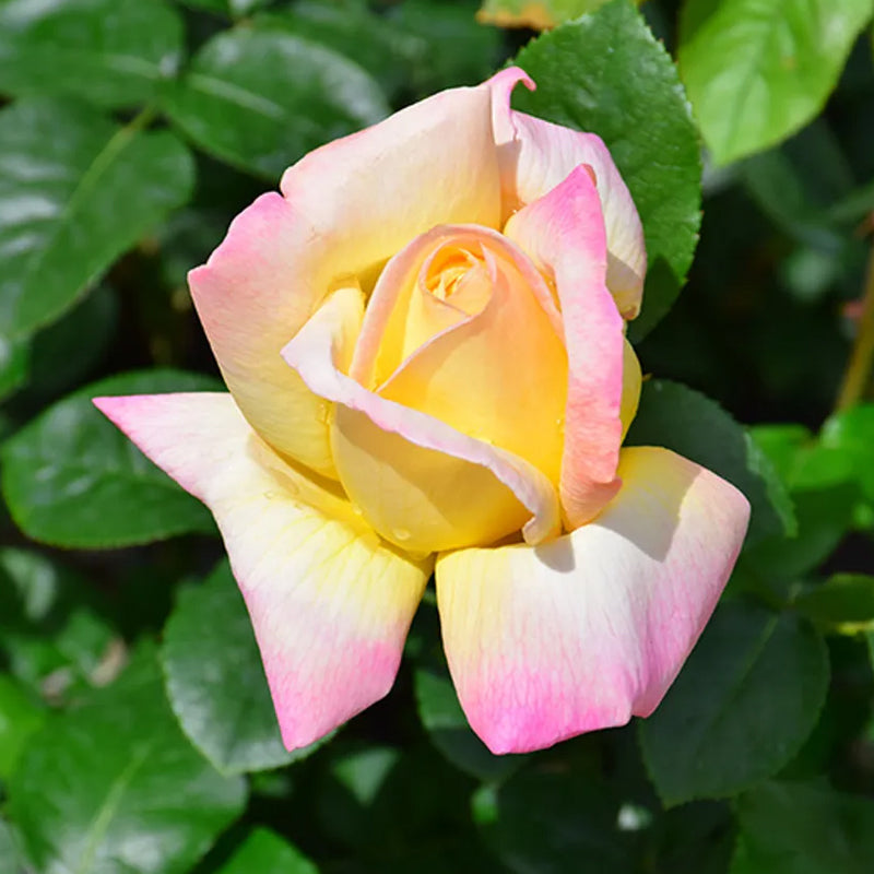 Peaceful Roses - The Messenger of Peace