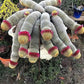 The Mammillaria Matudae Cactus Flower Plant Seeds