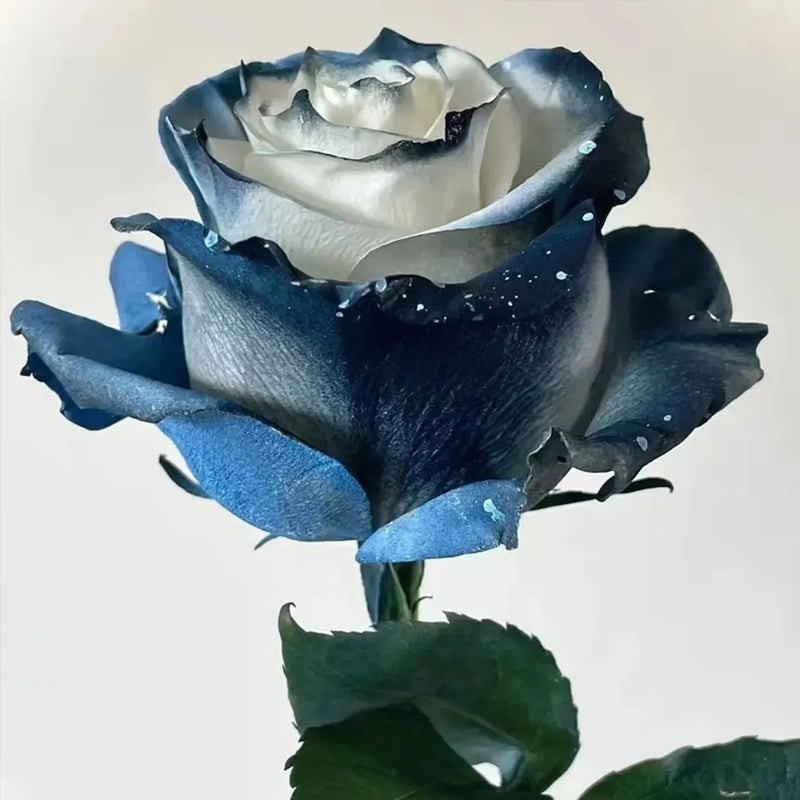 Starry Galaxy Rose - Rare Rose