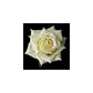 White Rose Seedlings Flower Seeds Perennial Growing Bonsai Corms Tubers Potted Planting Reblooming Fragrant Garden Roots Rhizomes Species Blooms Plant Bulbs Gardening Tree