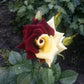 Rare Twin Red Yellow Rose Seeds