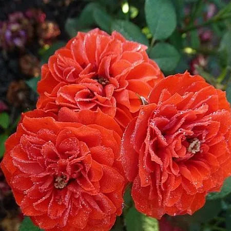 Sash Rose Seedlings Flower Seeds Perennial Growing Bonsai Corms Tubers Potted Planting Reblooming Fragrant Garden Roots Rhizomes Species Blooms Plant Bulbs Gardening Tree