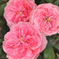 Allure Rose Seedlings Flower Seeds Perennial Growing Bonsai Corms Tubers Potted Planting Reblooming Fragrant Garden Roots Rhizomes Species Blooms Plant Bulbs Gardening Tree