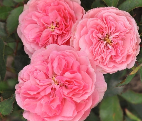 Allure Rose Seedlings Flower Seeds Perennial Growing Bonsai Corms Tubers Potted Planting Reblooming Fragrant Garden Roots Rhizomes Species Blooms Plant Bulbs Gardening Tree