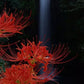 Aurea Lycoris Spider Lilies Bulbs Radiata Hurricane Lily Cluster Amayllis Growing Bonsai Roots Rhizomes Corms Tubers Potted Planting Reblooming Fragrant Garden Species Blooms Flower Seeds Plant Gardening
