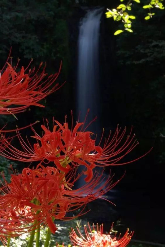 Aurea Lycoris Spider Lilies Bulbs Radiata Hurricane Lily Cluster Amayllis Growing Bonsai Roots Rhizomes Corms Tubers Potted Planting Reblooming Fragrant Garden Species Blooms Flower Seeds Plant Gardening