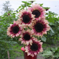 Sunflower Seeds for Planting - Grow Giant Sun Flowers in Your Garden  Non GMO Heirloom Seeds - Full Planting Instructions for Easy Grow - Great Gardening Gifts (1 Packet)