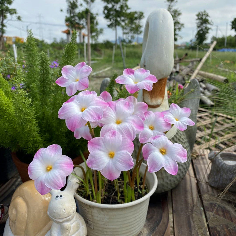 Rain lily bulbs for planting - Rain lily bulk - Rain lily bulbs for planting - Suitable for gardens and flowerpots