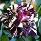 Black Dragon Rose Seedlings Flower Seeds Perennial Growing Bonsai Corms Tubers Potted Planting Reblooming Fragrant Garden Roots Rhizomes Species Blooms Plant Bulbs Gardening Tree