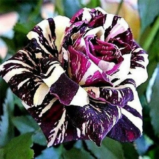 Black Dragon Rose Seedlings Flower Seeds Perennial Growing Bonsai Corms Tubers Potted Planting Reblooming Fragrant Garden Roots Rhizomes Species Blooms Plant Bulbs Gardening Tree