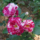 Scentimental Rose Seedlings Flower Seeds Perennial Growing Bonsai Corms Tubers Potted Planting Reblooming Fragrant Garden Roots Rhizomes Species Blooms Plant Bulbs Gardening Tree
