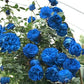 Blue Climbing Rose Seedlings Flower Seeds Perennial Growing Bonsai Corms Tubers Potted Planting Reblooming Fragrant Garden Roots Rhizomes Species Blooms Plant Bulbs Gardening Tree